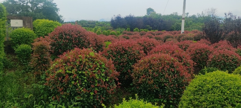 绿化树苗木红叶石楠红花继木各种规格造型庭院花坛绿植