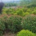 绿化树苗木红叶石楠红花继木各种规格造型庭院花坛绿植
