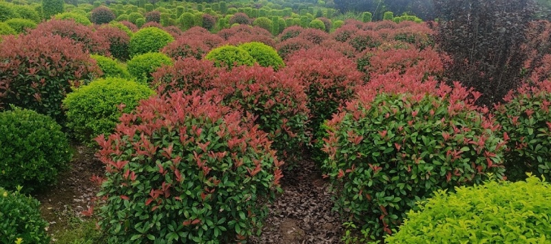 绿化树苗木红叶石楠红花继木各种规格造型庭院花坛绿植