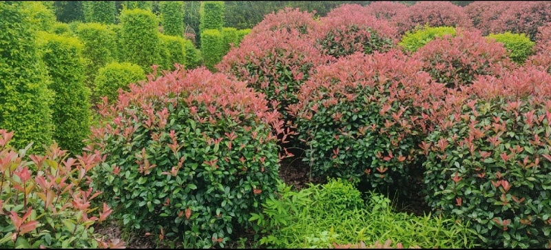 绿化树苗木红叶石楠红花继木各种规格造型庭院花坛绿植