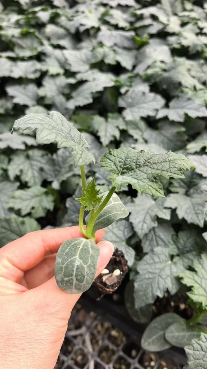 中绿丝瓜苗强雌丝瓜苗鲜花长丝瓜苗越夏耐热丝瓜苗