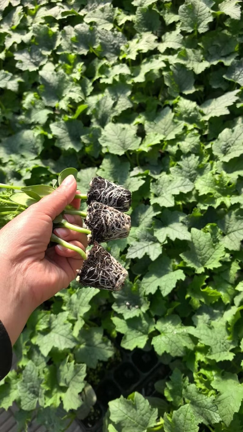 中绿丝瓜苗强雌丝瓜苗鲜花长丝瓜苗越夏耐热丝瓜苗