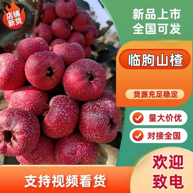 临朐山楂，临朐大金星山楂，冷库货大量供应中