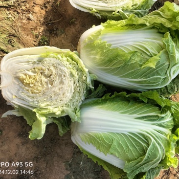 【推荐】新乡白菜大量上市产地直发可视频看货价优欢迎