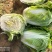 【推荐】新乡白菜大量上市产地直发可视频看货价优欢迎