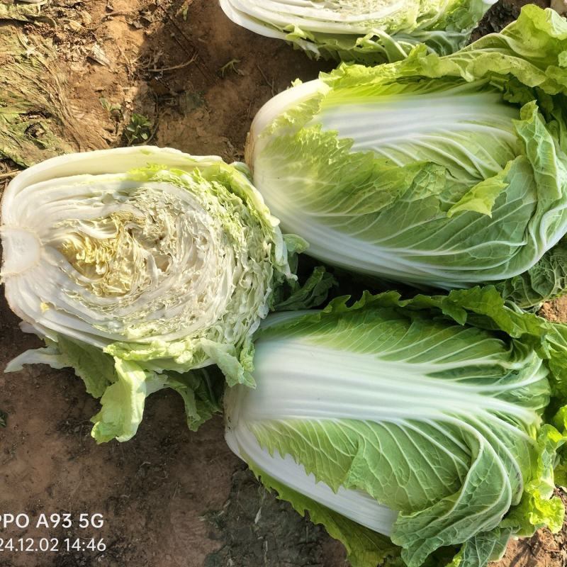 【推荐】新乡白菜大量上市产地直发可视频看货价优欢迎