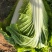 【推荐】新乡白菜大量上市产地直发可视频看货价优欢迎
