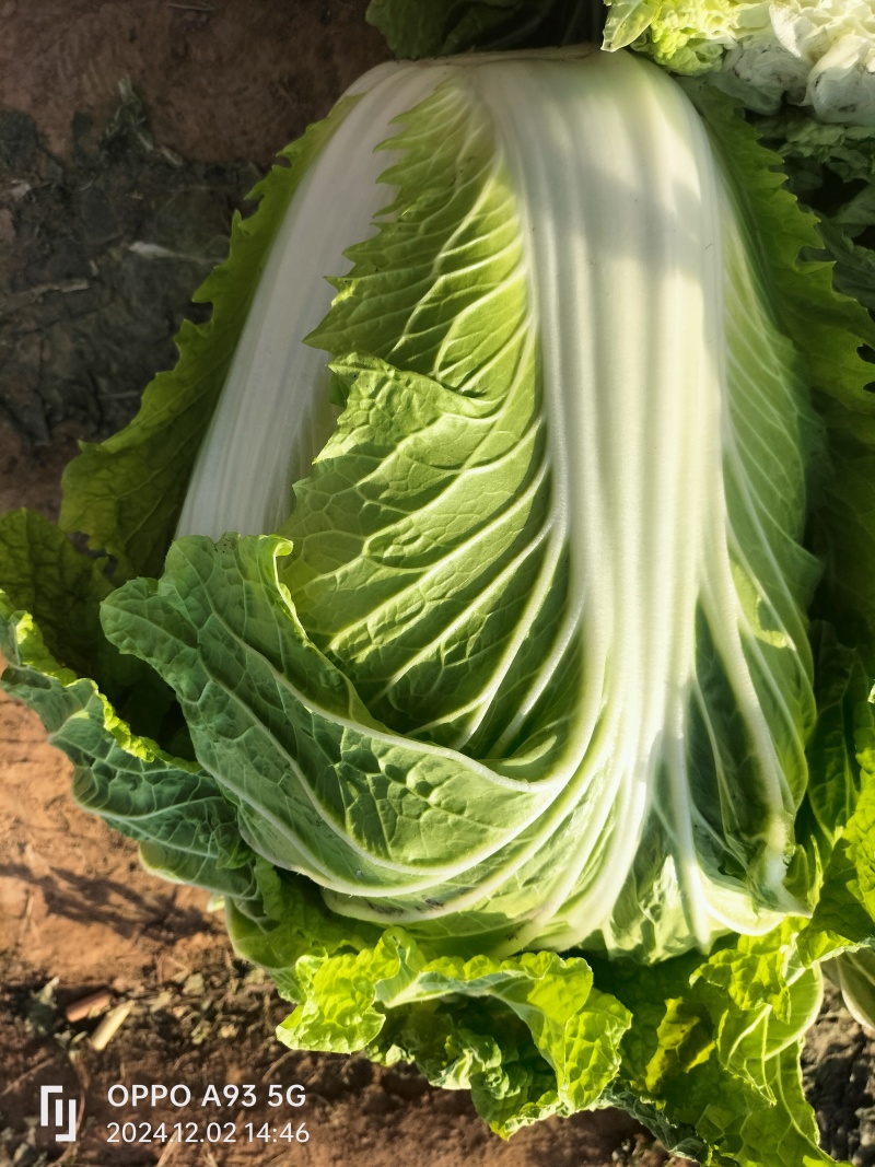 【推荐】新乡白菜大量上市产地直发可视频看货价优欢迎