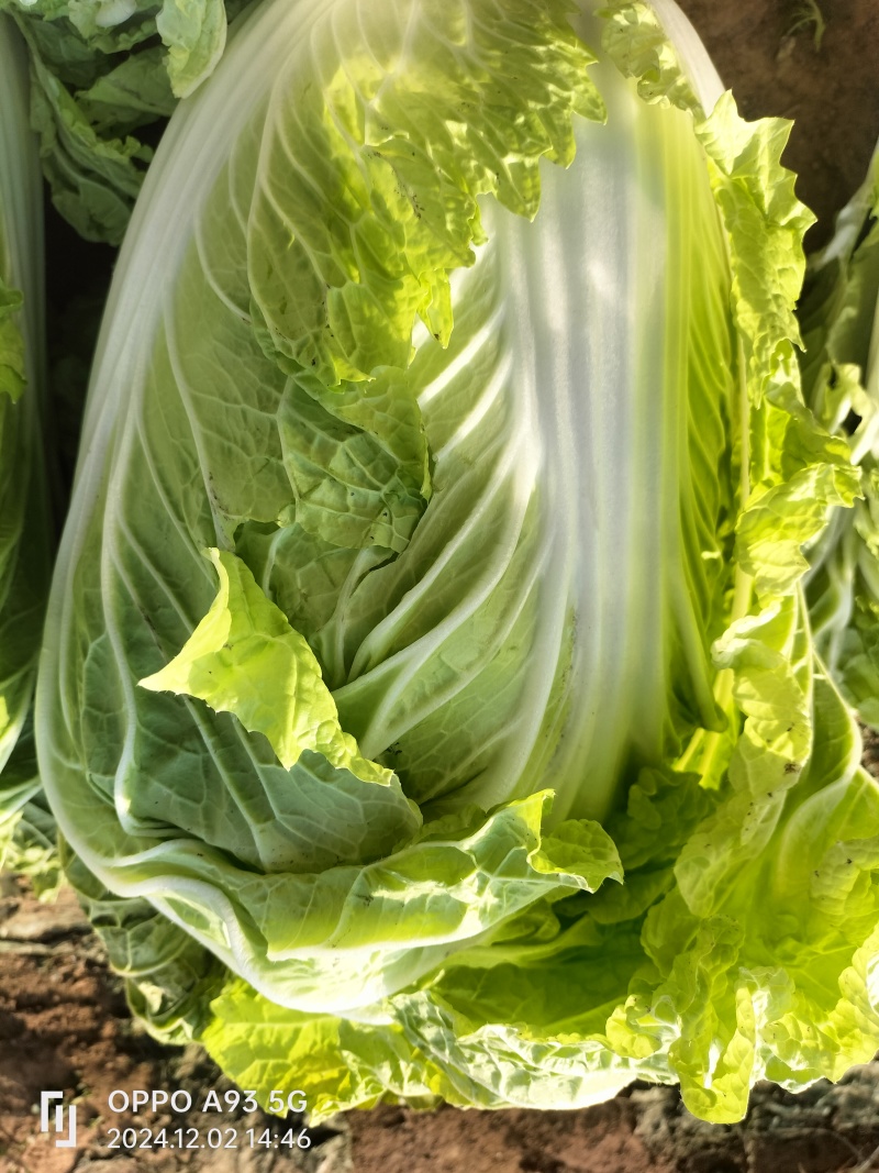 【推荐】新乡白菜大量上市产地直发可视频看货价优欢迎