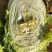 【推荐】新乡白菜大量上市产地直发可视频看货价优欢迎