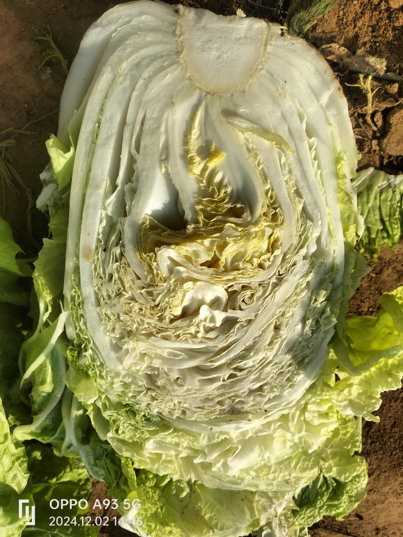 【推荐】新乡白菜大量上市产地直发可视频看货价优欢迎