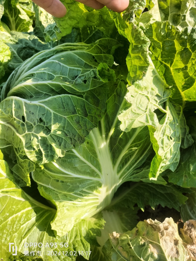 【推荐】新乡白菜大量上市产地直发可视频看货价优欢迎