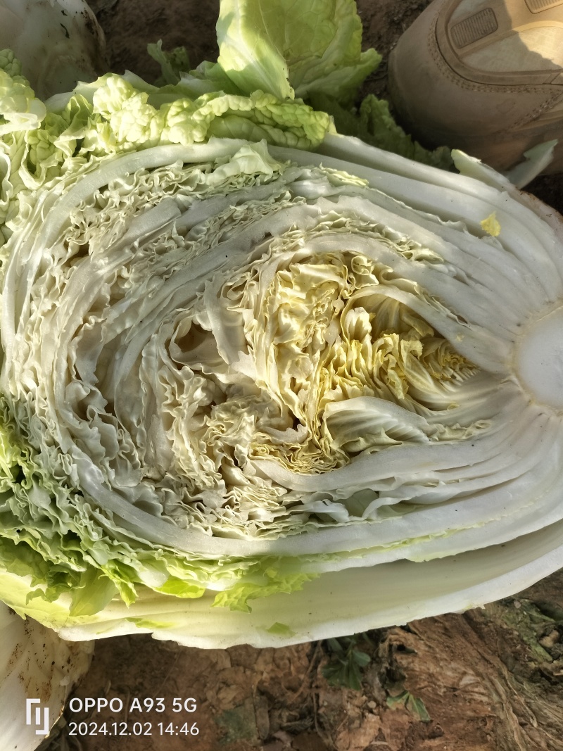 【推荐】新乡白菜大量上市产地直发可视频看货价优欢迎