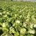 【推荐】新乡白菜大量上市产地直发可视频看货价优欢迎