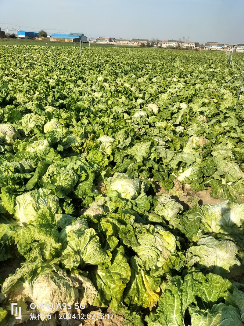 【推荐】新乡白菜大量上市产地直发可视频看货价优欢迎