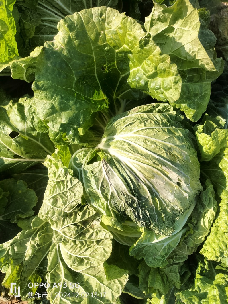 【推荐】新乡白菜大量上市产地直发可视频看货价优欢迎