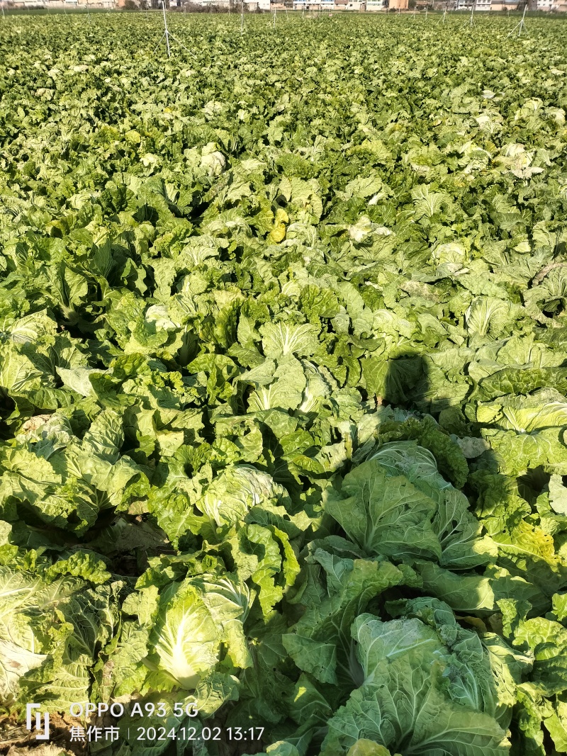 【推荐】新乡白菜大量上市产地直发可视频看货价优欢迎
