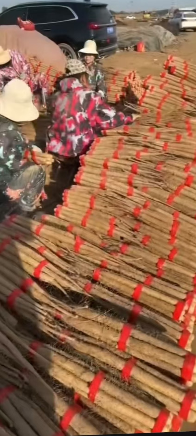 急售河北双棒山药条形好口感软糯香产地直发多种归格可选