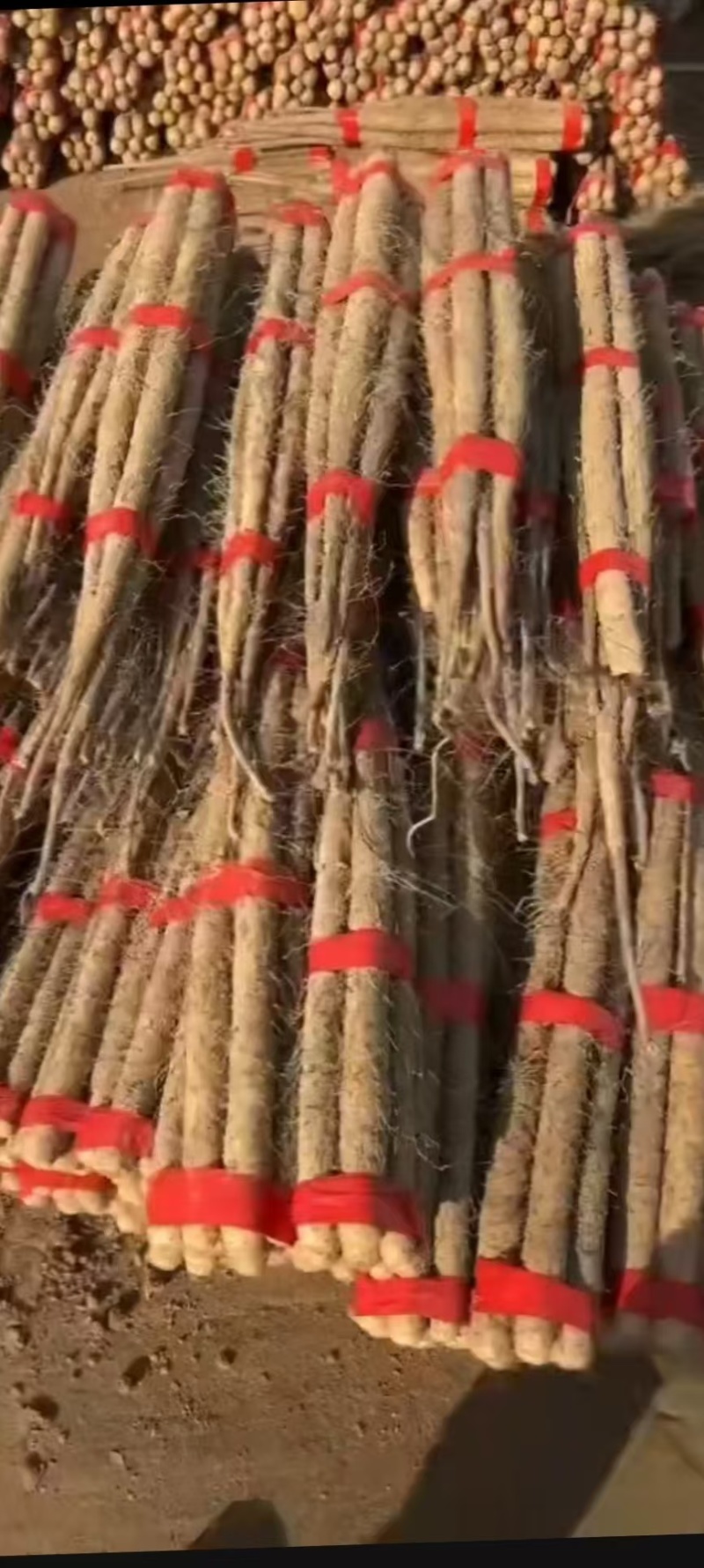 急售河北双棒山药条形好口感软糯香产地直发多种归格可选