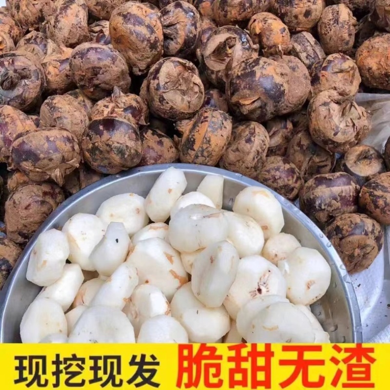 芜湖珍珠马蹄个头大味道甜品质保证，大量有货欢迎咨询