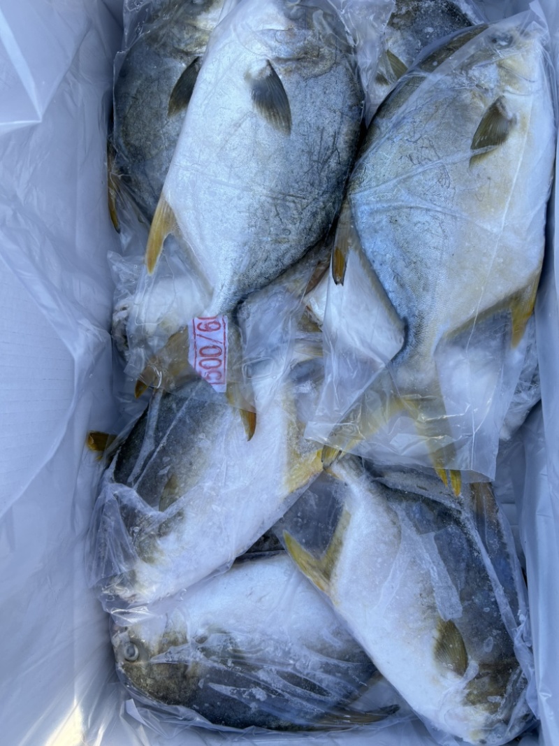 金鲳鱼货源充足产地直销一手货源诚信经营量大价优