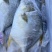 金鲳鱼货源充足产地直销一手货源诚信经营量大价优