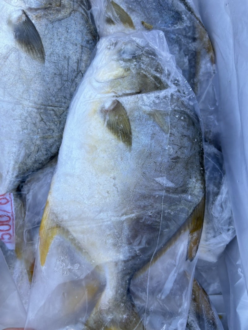 金鲳鱼货源充足产地直销一手货源诚信经营量大价优