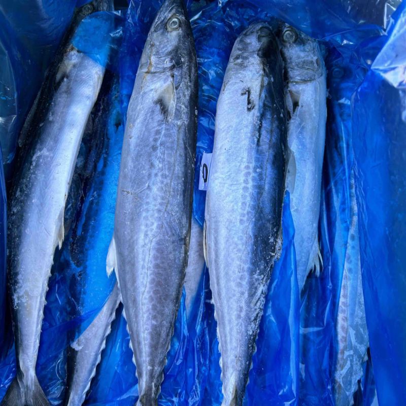 深海精品马鲛鱼，渤海湾特产，肉质鲜美，质量好