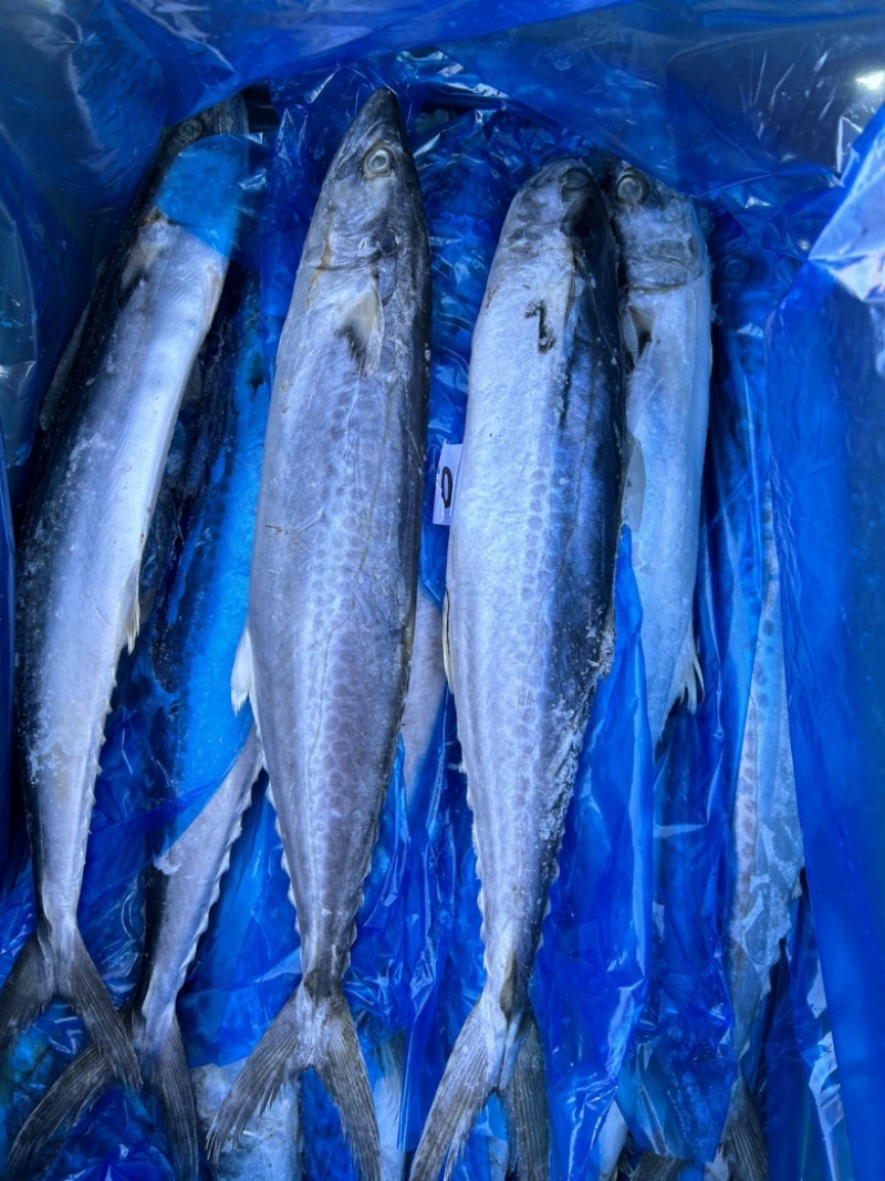 深海精品马鲛鱼，渤海湾特产，肉质鲜美，质量好