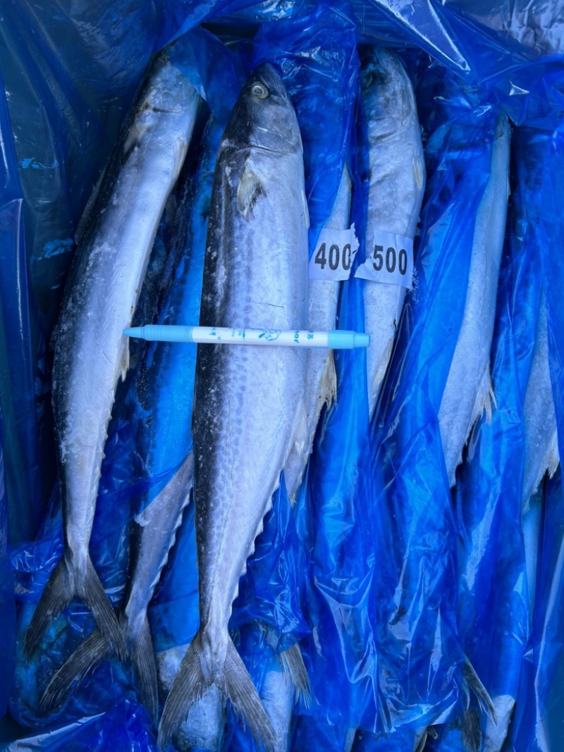 深海精品马鲛鱼，渤海湾特产，肉质鲜美，质量好
