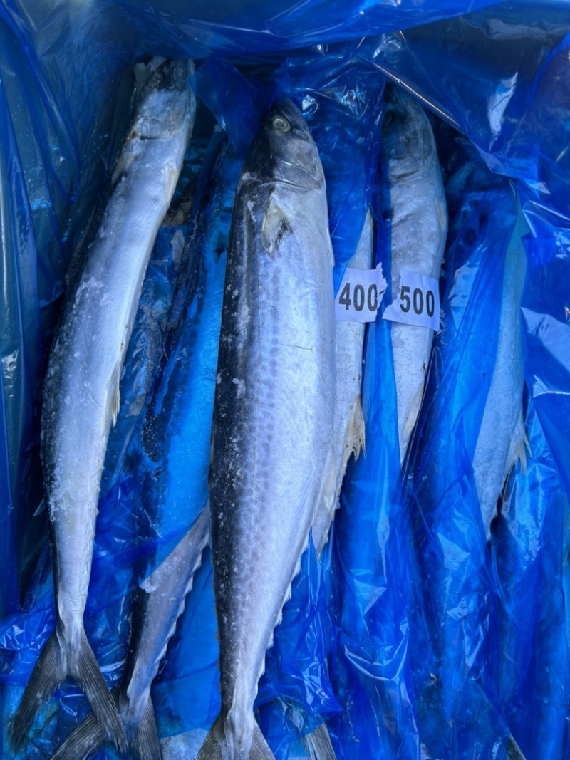深海精品马鲛鱼，渤海湾特产，肉质鲜美，质量好