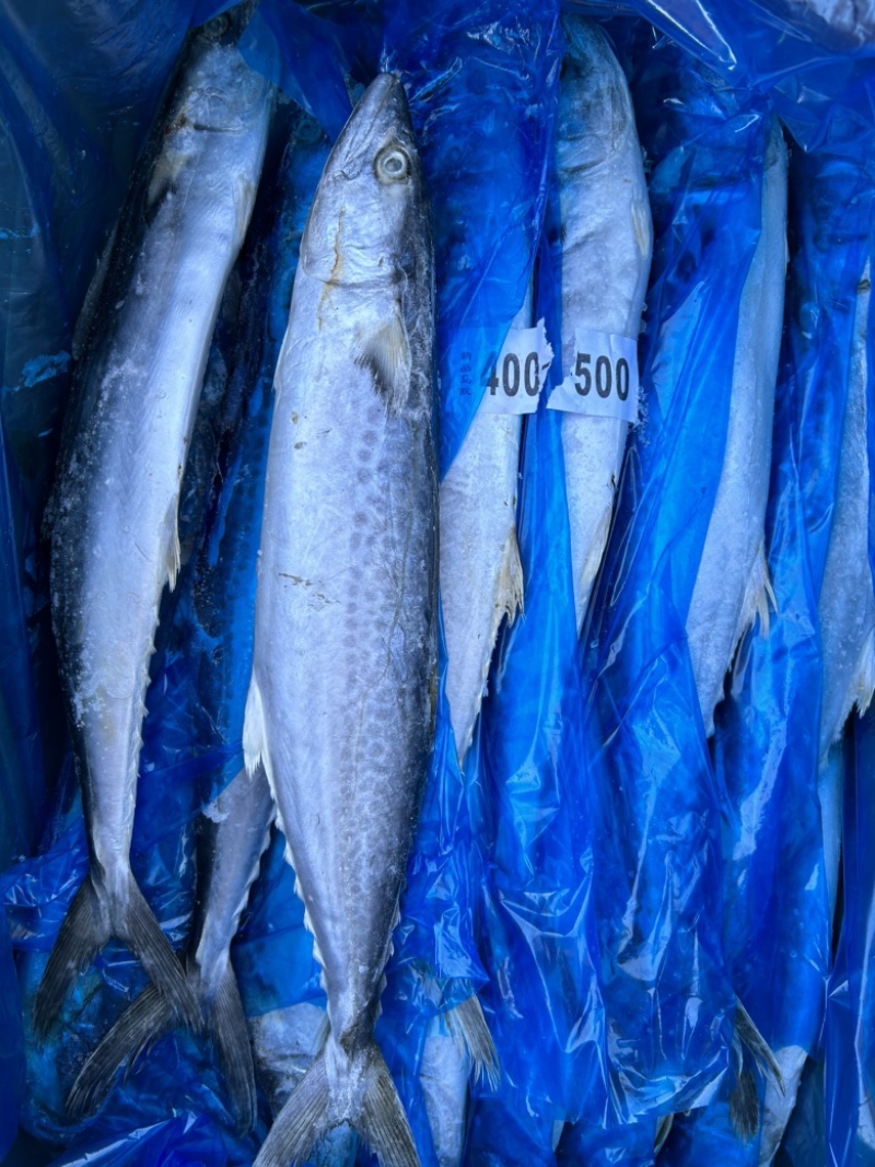 深海精品马鲛鱼，渤海湾特产，肉质鲜美，质量好