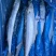 深海精品马鲛鱼，渤海湾特产，肉质鲜美，质量好