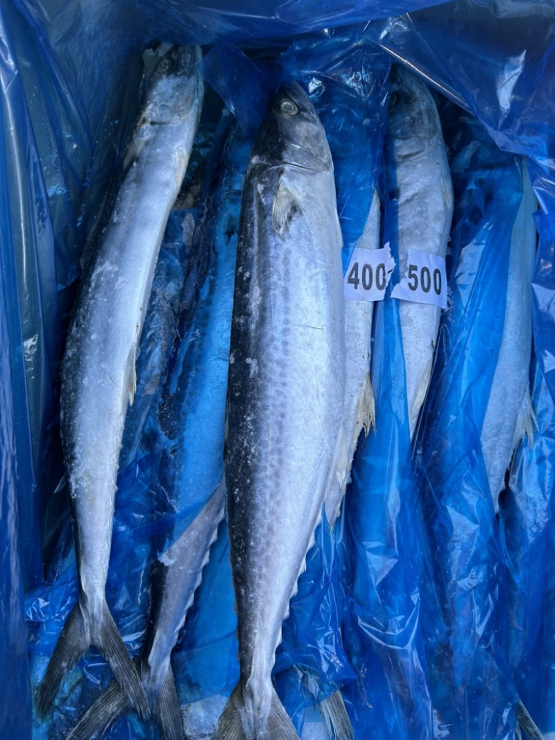深海精品马鲛鱼，渤海湾特产，肉质鲜美，质量好
