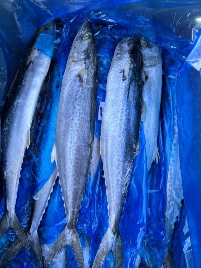 深海精品马鲛鱼，渤海湾特产，肉质鲜美，质量好