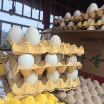 土鹅蛋和初生小鹅蛋