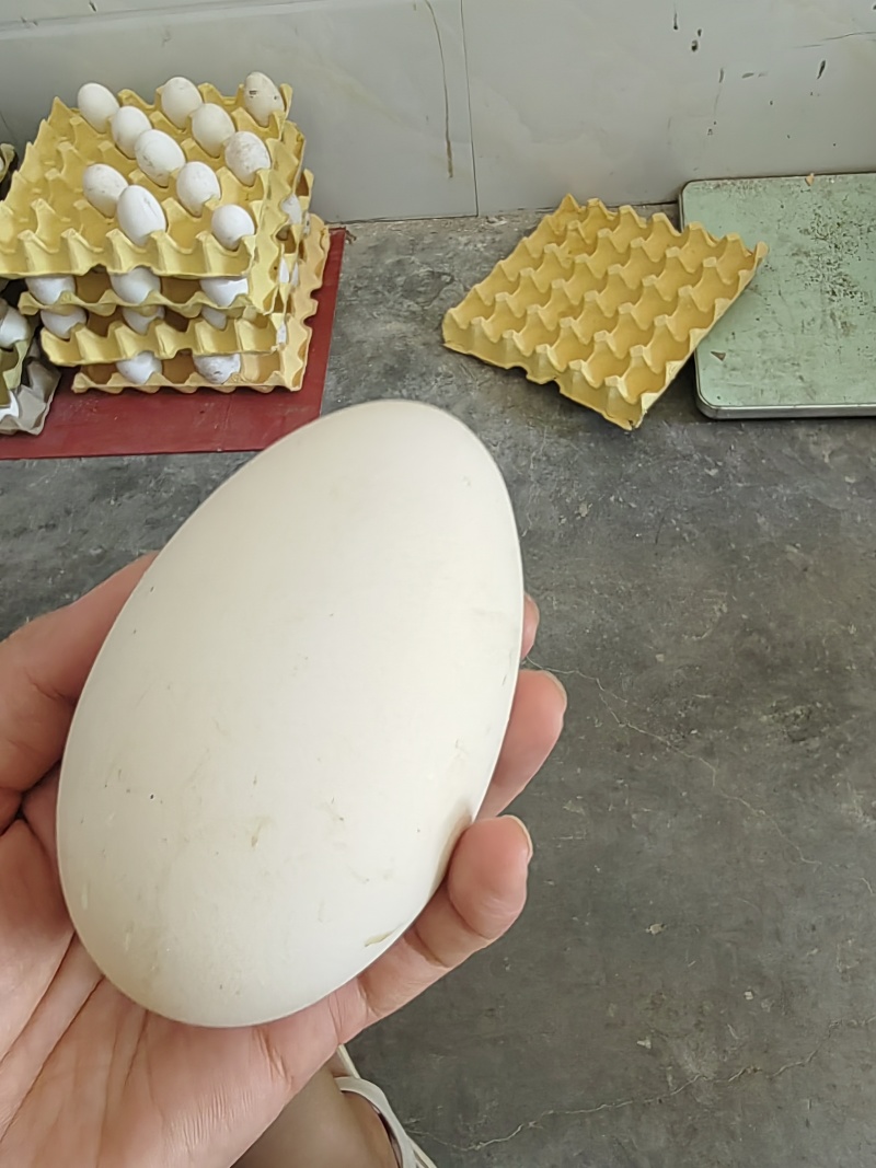 土鹅蛋和初生小鹅蛋