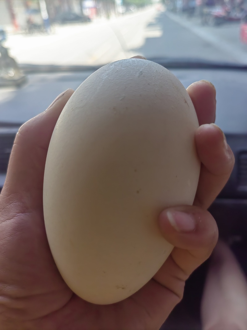 土鹅蛋和初生小鹅蛋