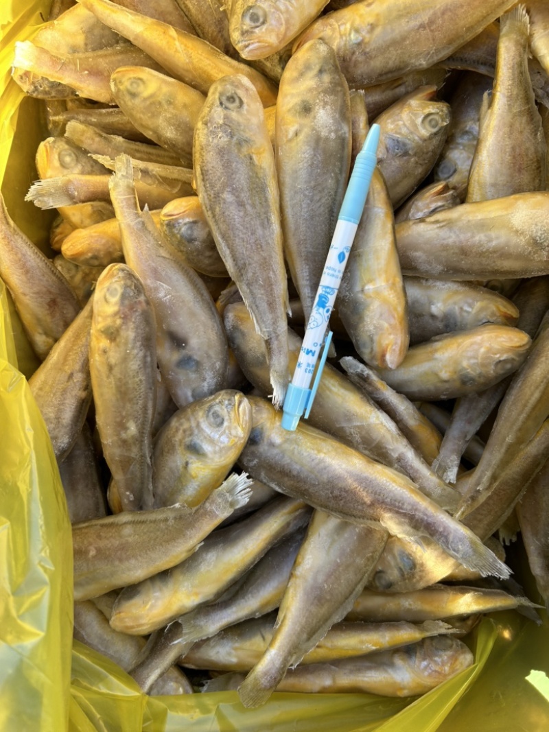东海黄花鱼，品质保证，规格齐全，支持全国发货。