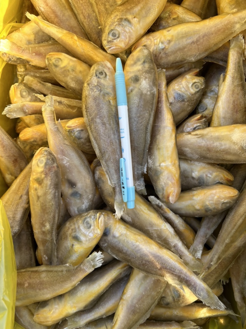 东海黄花鱼，品质保证，规格齐全，支持全国发货。