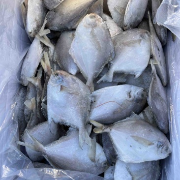 鲜活冷冻白鲳鱼，肉质鲜嫩，质优价廉，全国发货