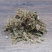 积雪草落得打崩大碗铜钱草马蹄草冷背奇药材批发