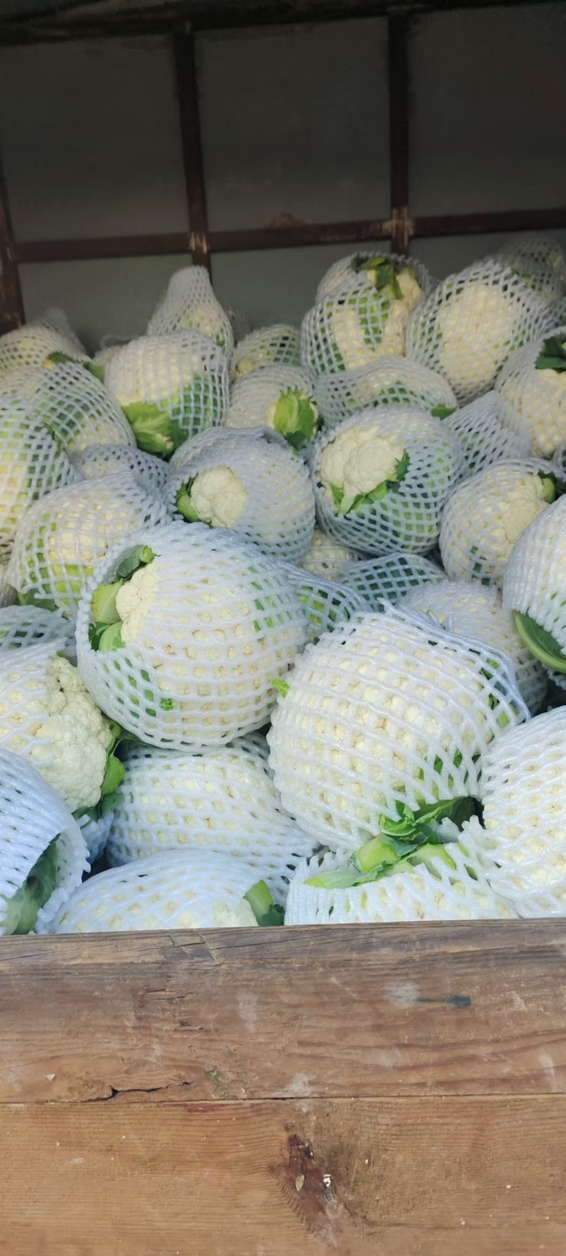 花菜紧花，实花