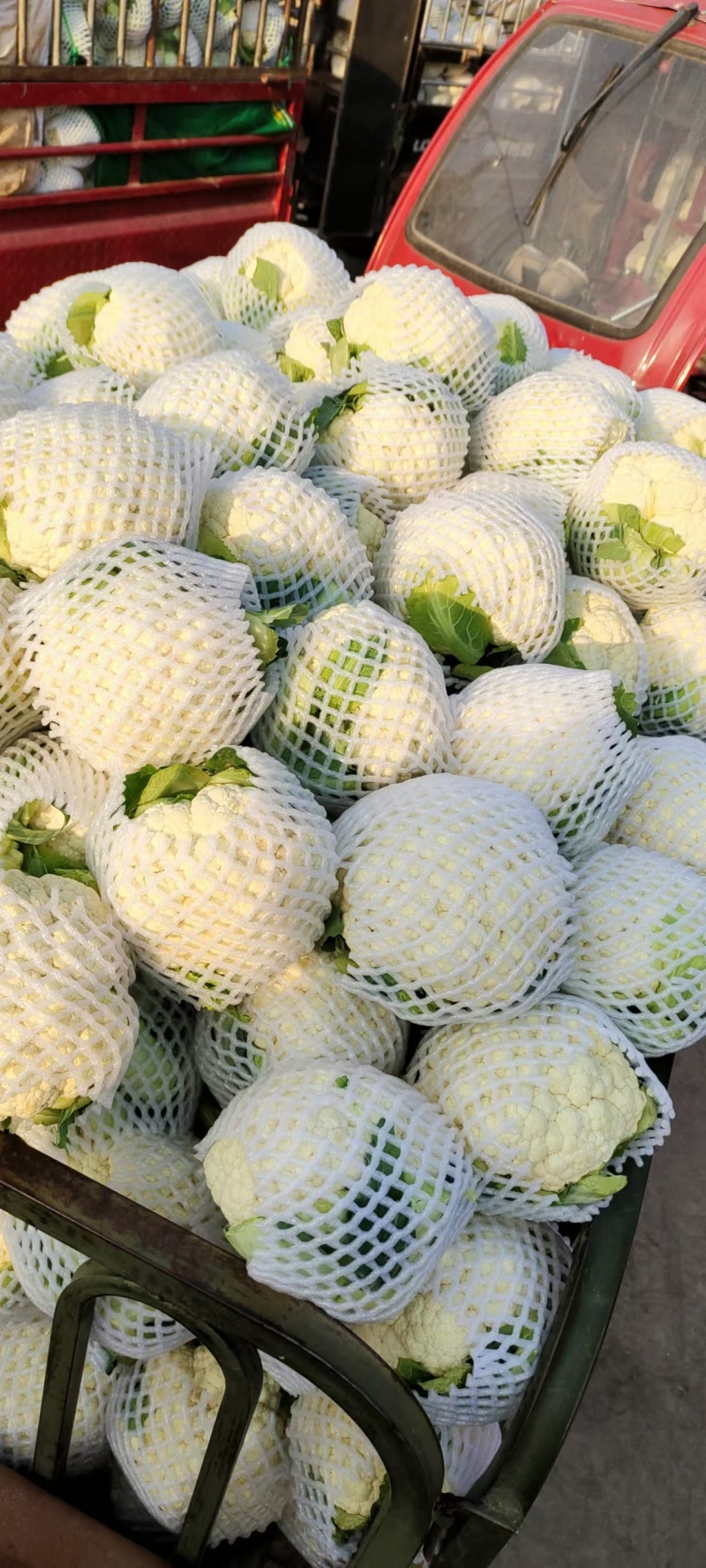 花菜紧花，实花