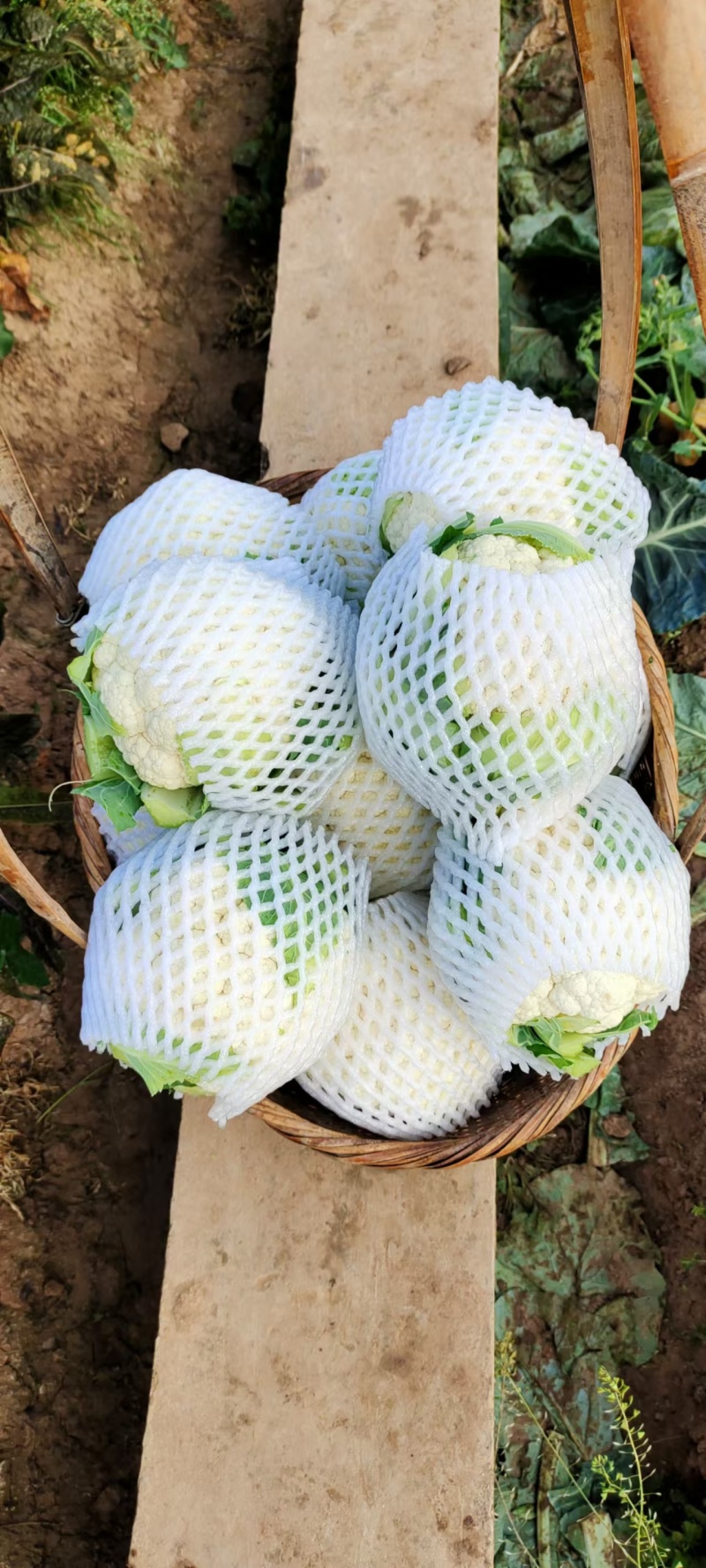 花菜紧花，实花