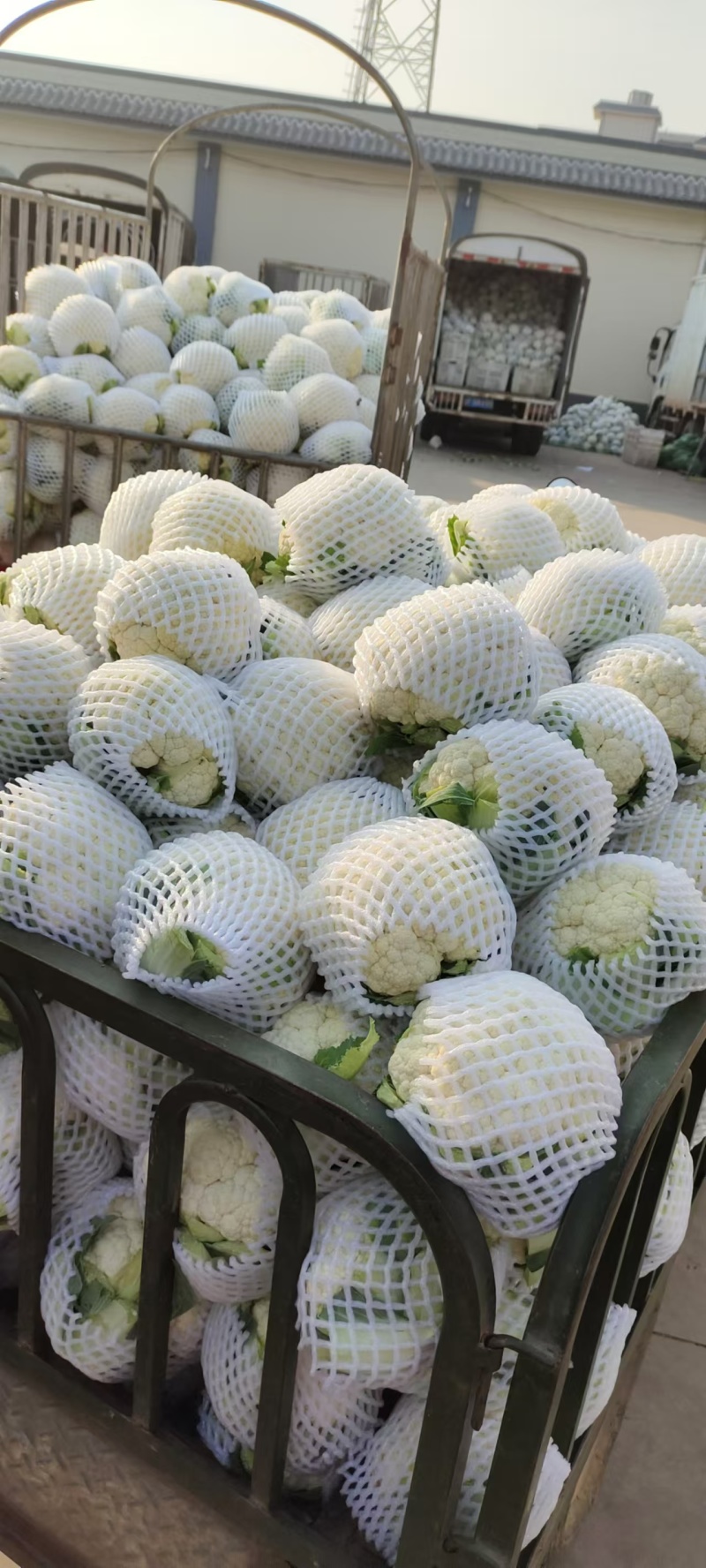 花菜紧花，实花
