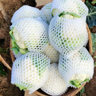 花菜紧花，实花