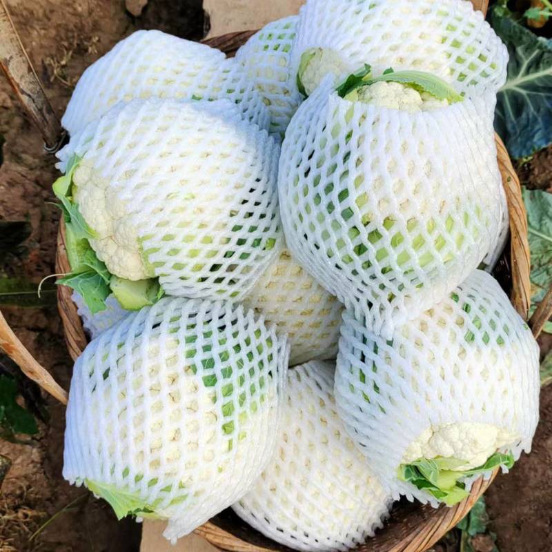 花菜紧花，实花