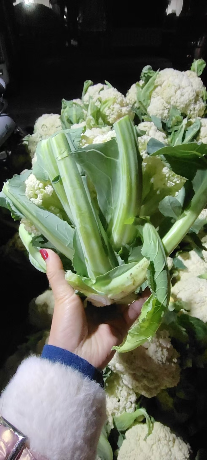 松花花菜产地直发
