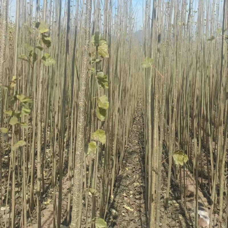 【热卖】107速生杨，杨树苗基地现货直发品质好价格实惠